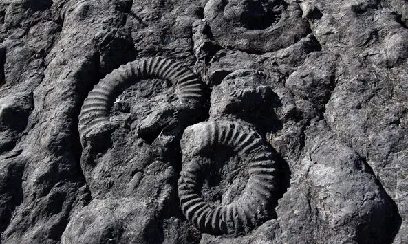 Ammonites